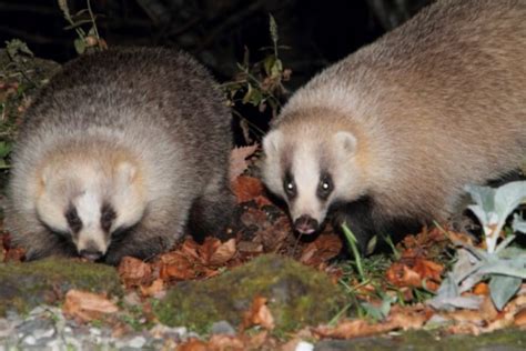 動物代表|日本の固有種一覧【哺乳類 コウモリ目、霊長目、ネ。